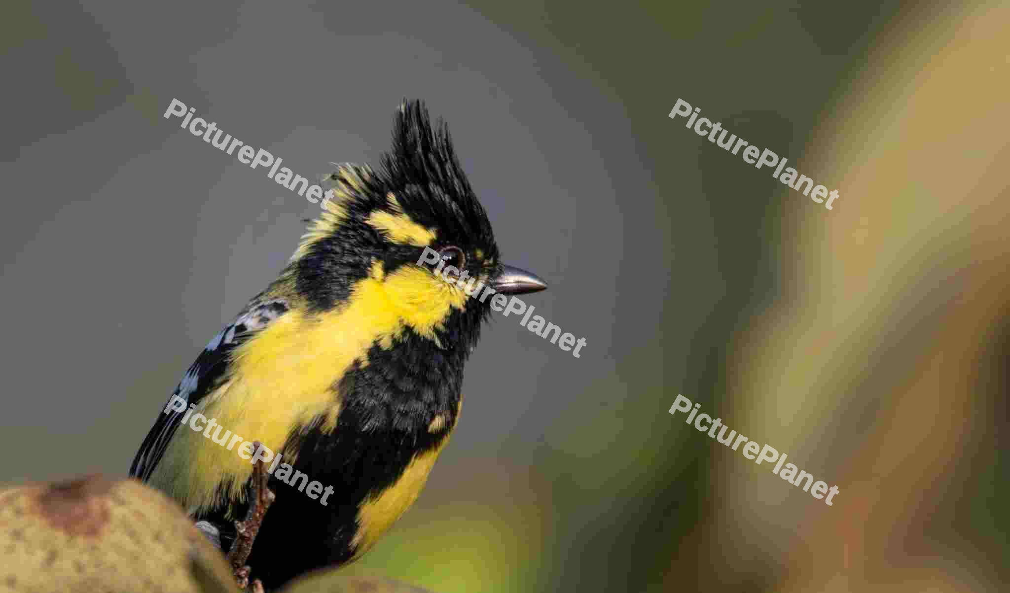 Himalayan black-Lored Tit